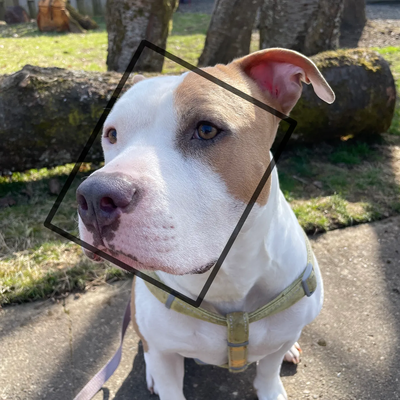 Dog with rectangular head